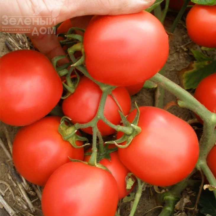 Эскорт / Eskort,60-70 дней фото 1