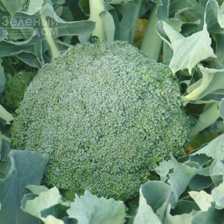 Лимба / Limba,65-75 дней фото 1