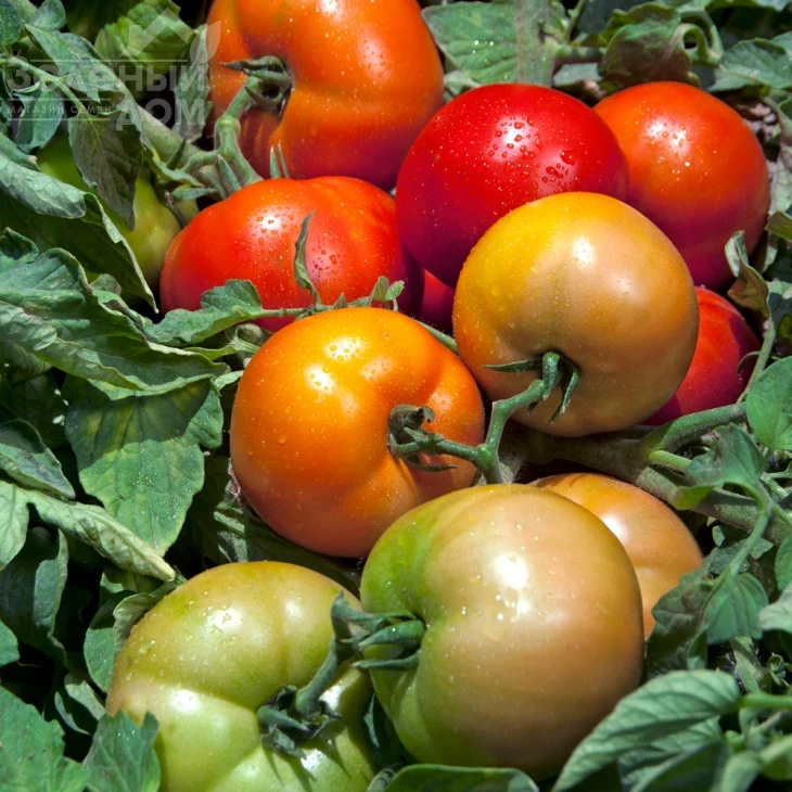 Трибека F1 / Tribeca F1,70-75 дней фото 1