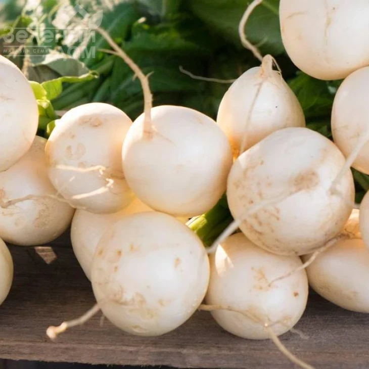 Бланка / Blanka,25-30 дней фото 1