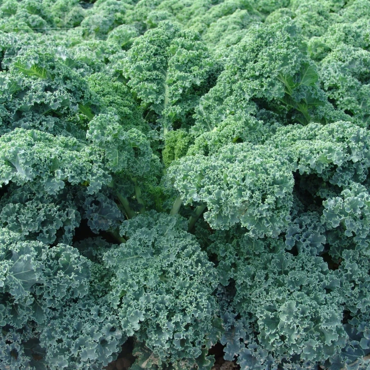 Капрал / Kapral фото 1