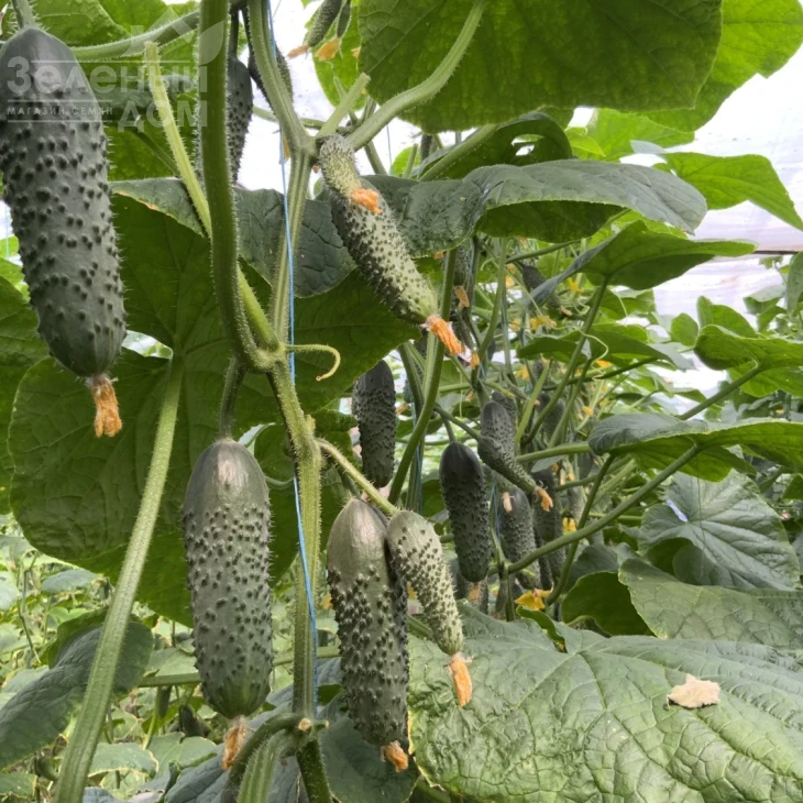 Америго F1 / Amerigo F1, 48-50 дней фото 3