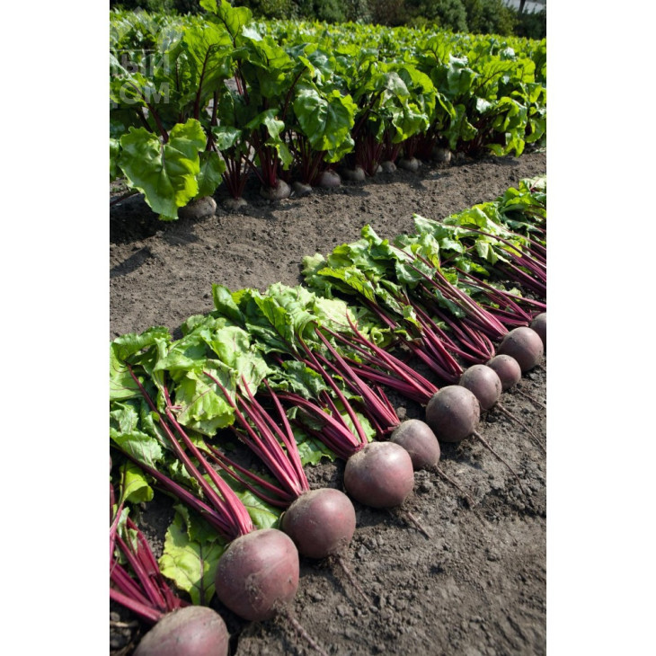 Пабло F1 / Pablo F1,105-108 днів фото 1