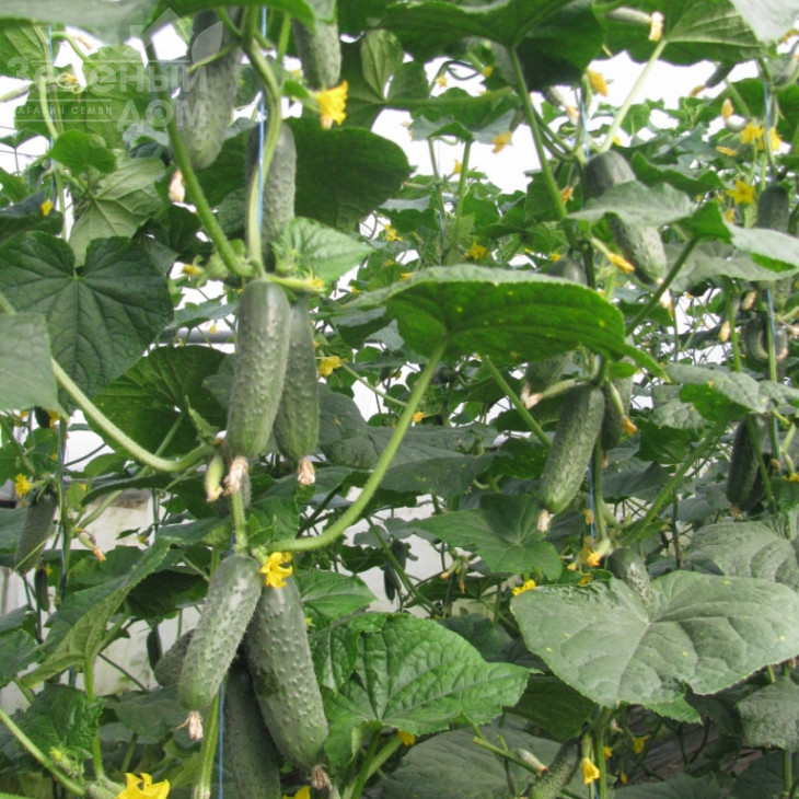 Ленара F1 / Lenara F1,40 днів фото 1