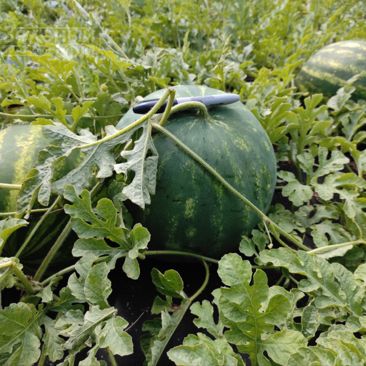 Харізма F1 / Kharizma F1 фото 4