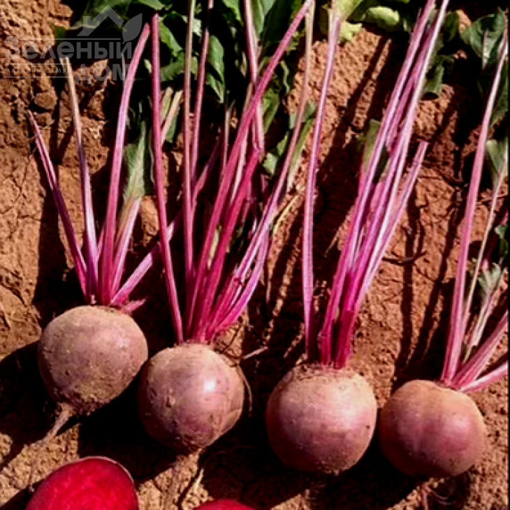 Фальконе F1 / Falcone F1, 95-10 днів фото 1