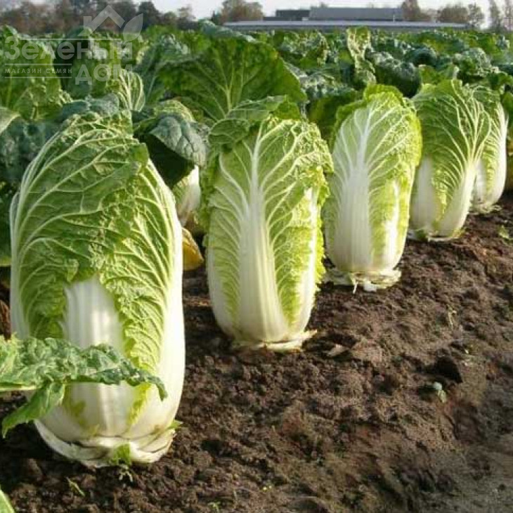 Юкі F1 / Yuki F1, 65-70 днів фото 1