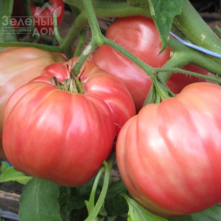 Оксіхарт Бельмонте / Oxheart Belmonte фото 1