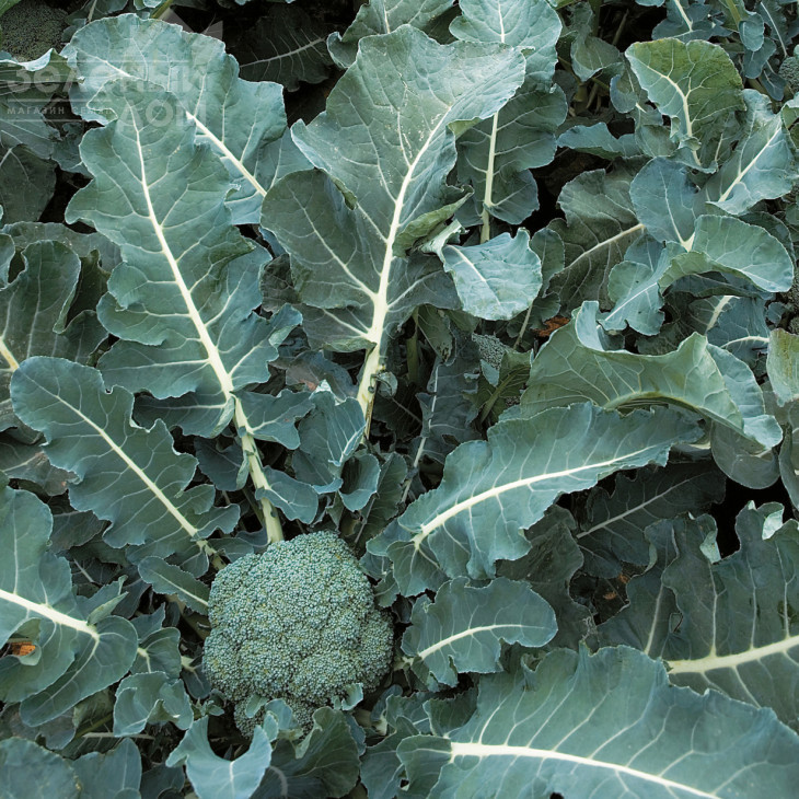 Монрелло F1 / Monrello F1, 80-85 днів фото 2