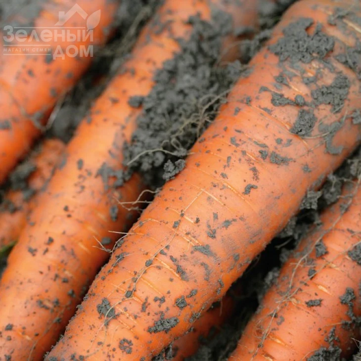 Каротан / Karotan,150-160 дней фото 1
