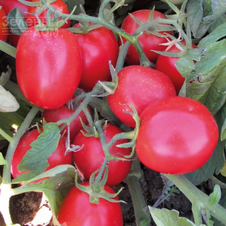 Мицено F1 / Miceno F1,60-65 дней фото 1