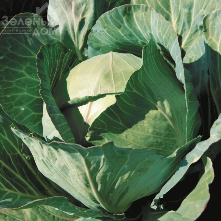 Глория F1 / Gloria F1,75-80 дней фото 1