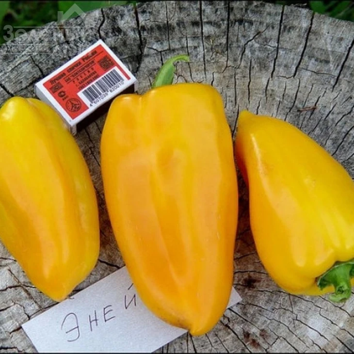 Эней / Eney фото 1