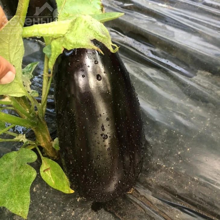 Модар F1 / Modar F1, 60 дней фото 5