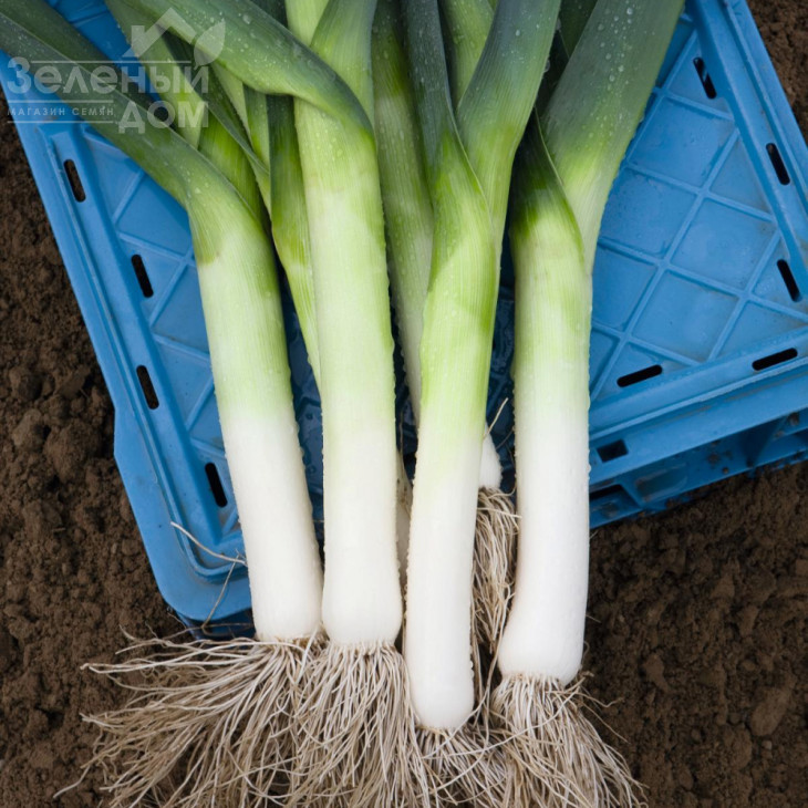 Джампер F1 / Jumper F1,85-90 днів фото 1