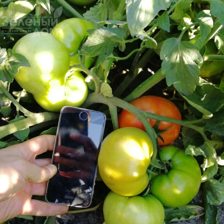 Ред Булл F1 / Red Bull F1 фото 3