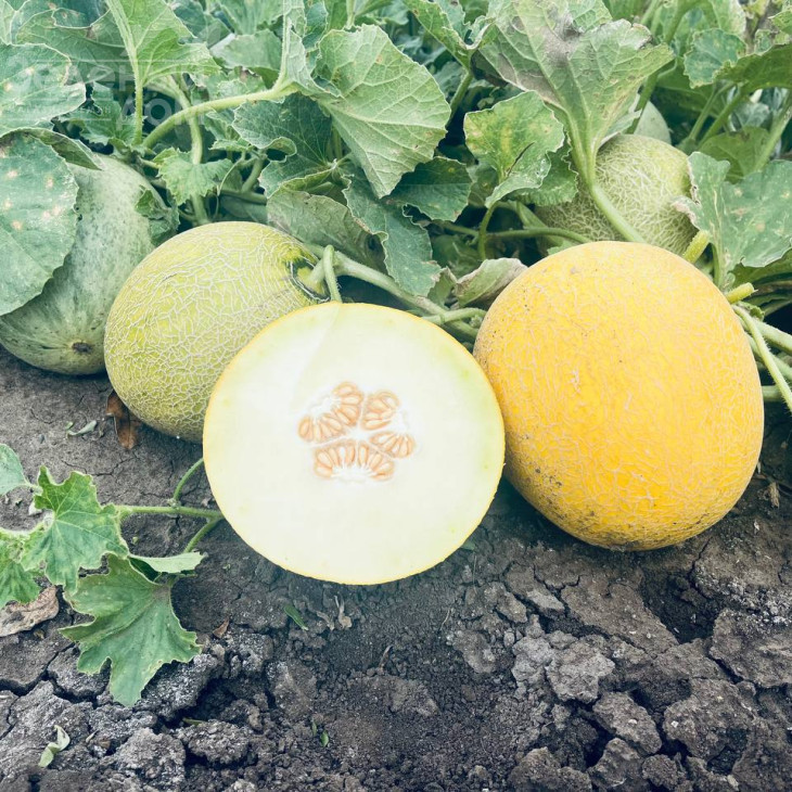 Романостар (E25G.00709) F1 / Romanostar (E25G.00709) F1, 55-60 днів фото 1