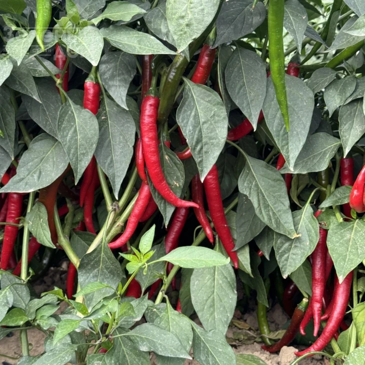 Фуего F1 / Fuego F1, 50-55 дней фото 2