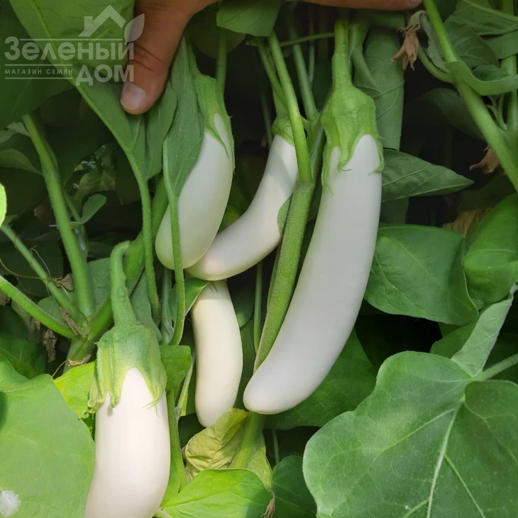 Моби Дик F1 / Moby Dik F1, 65-70 дней фото 2