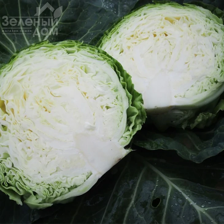 Бетти F1 / Betti F1,55-65 дней фото 2