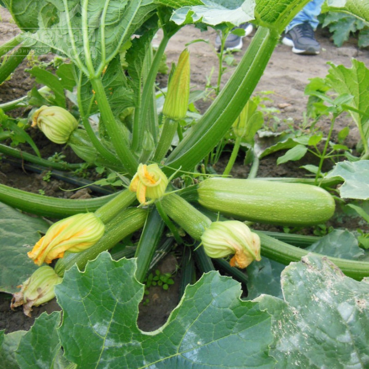 Марселла F1 / Marcella F1 фото 3