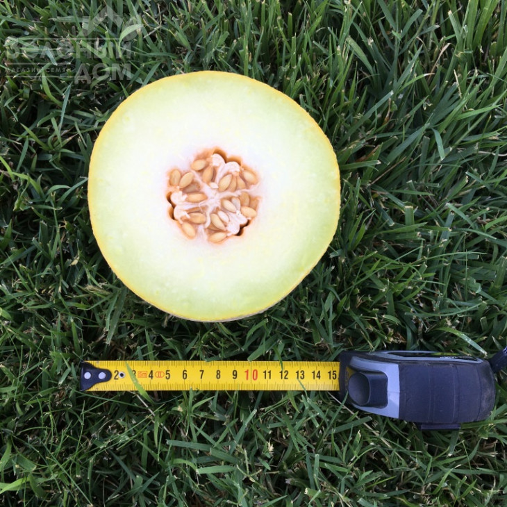 Дейра F1 / Deyra F1,50-55 днів фото 2