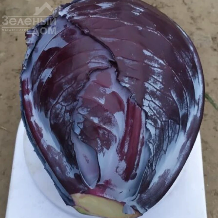 Техас F1 / Texas F1,120 дней фото 1