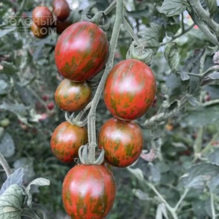 Маритта F1 / Maritta F1, 95 дней фото 3