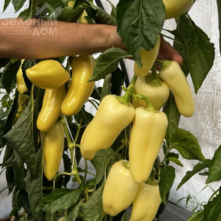 ТС 09-0373 F1 / TS 09-0373 F1, 55 дней фото 1