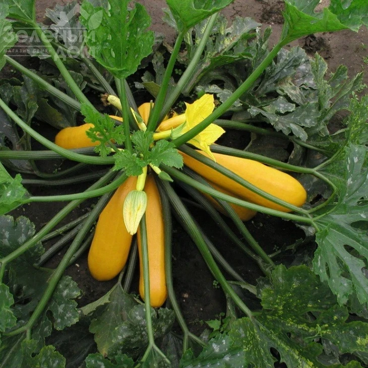 Голдлайн F1 / Goldline F1, 40-45 дней фото 1