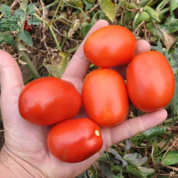 Керо F1 / Kero F1,110-115 дней фото 1