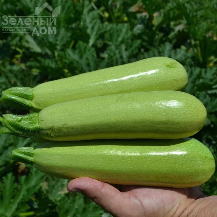 Теренум F1 / Terenum F1, 42 дня фото 6