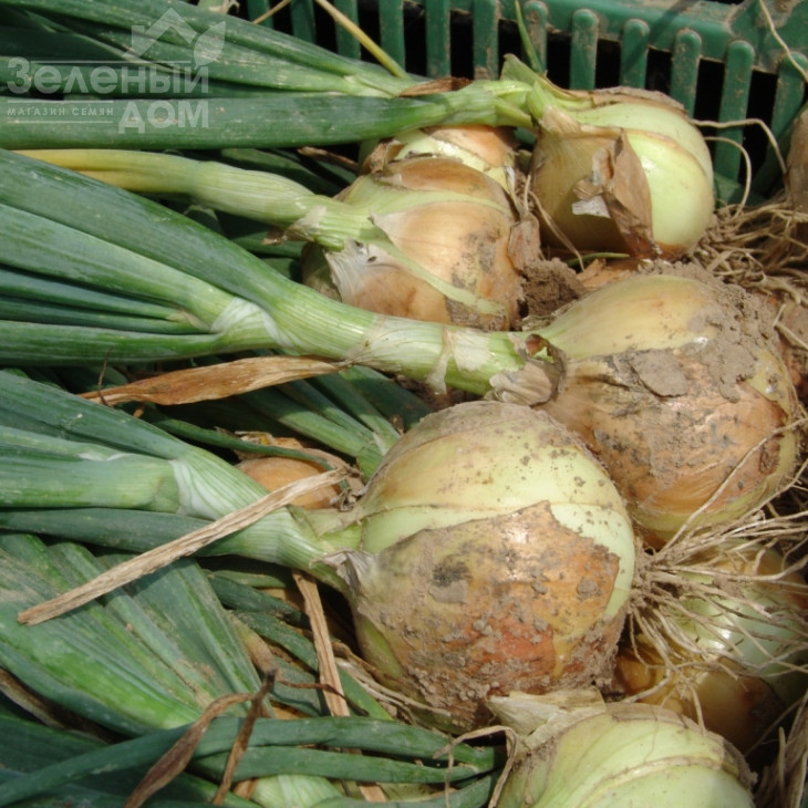 Августа / Avgusta,260-280 днів фото 1