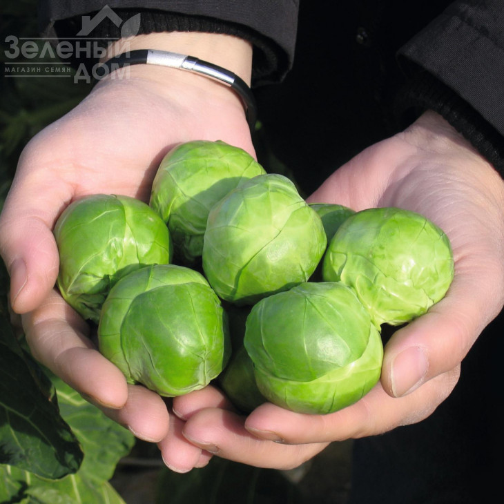 Франклін F1 / Franklin F1,130 днів фото 1