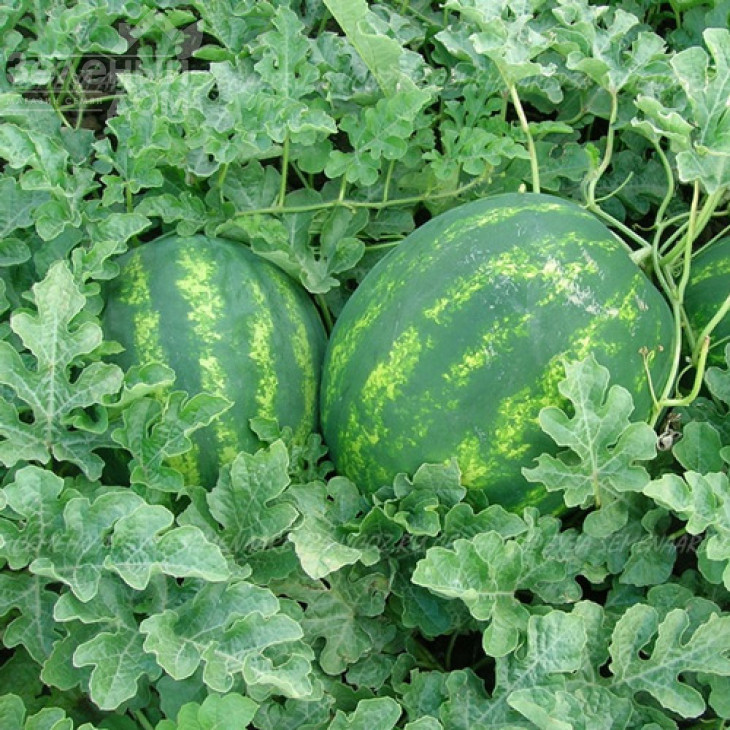 Васко F1 / Vasko F1,62-65 днів фото 1