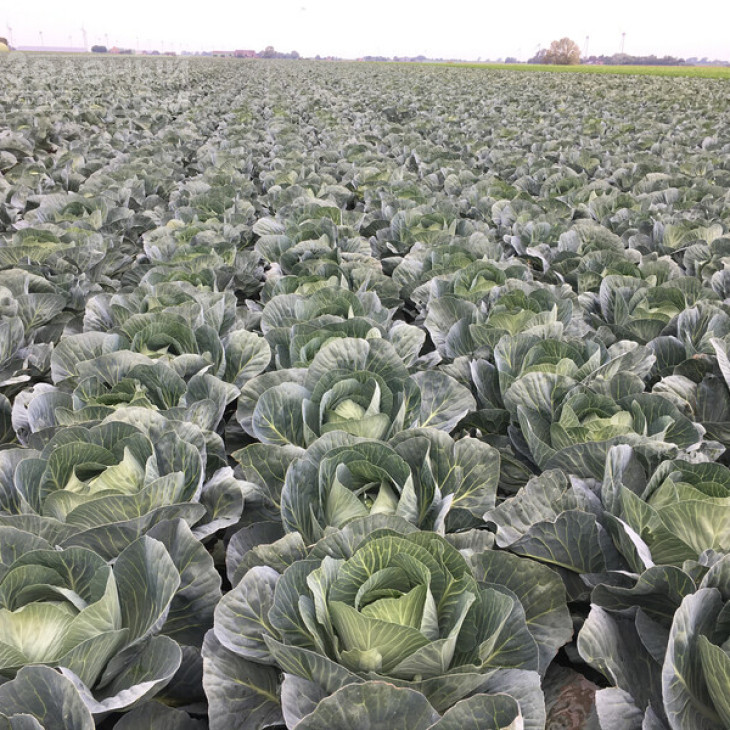 Лонгма F1 / Longma F1, 140-150 днів фото 2