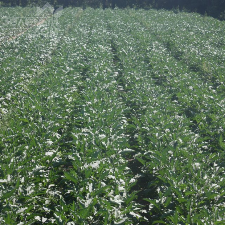 Каранта F1 / Karanta F1,60-65 днів фото 6