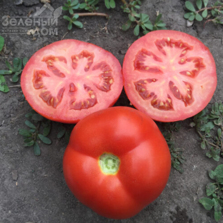 Песадо F1 / Pesado F1,100 днів фото 2