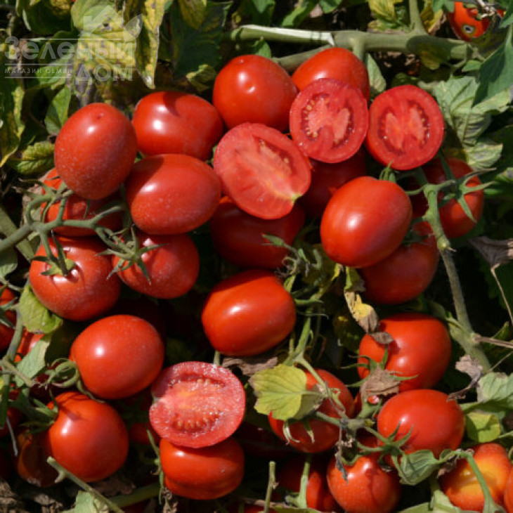 1015 F1 / 1015 F1, 100 днів фото 3