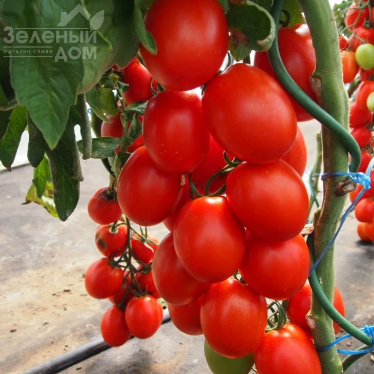 Сонет F1 / Sonet F1 фото 1