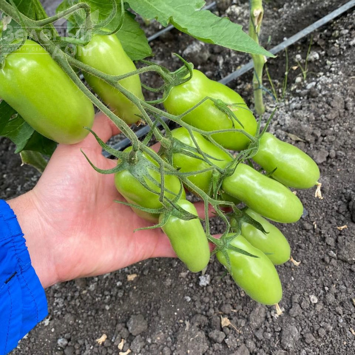 Айдар F1 / Ajdar F1,70-75 днів фото 6