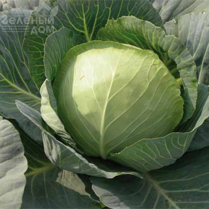 Шармант F1 / Sharmant F1, 60 - 70 днів фото 1