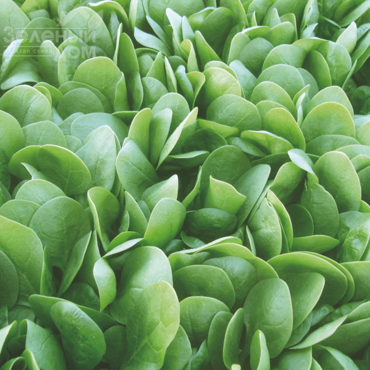 Корвер F1 / Korver F1,55-60 днів фото 1