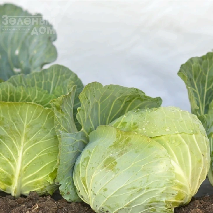 Джеди Грин F1 / Dzhedi Grin F1, 70-80 дней фото 1