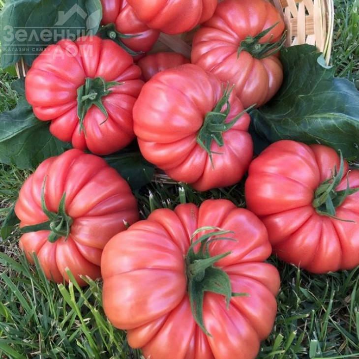 Пінк Кой F1 / Pink Coy F1,105-115 днів фото 1