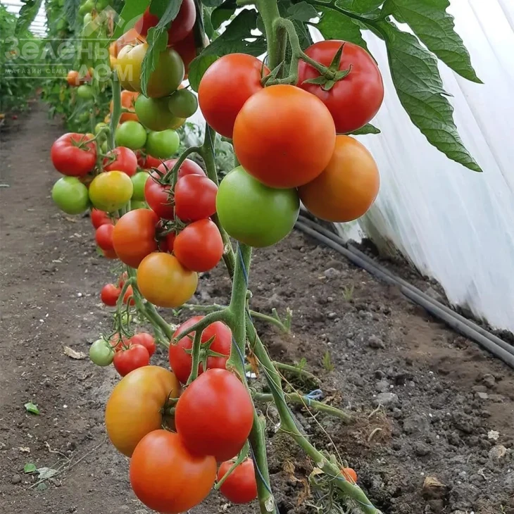 Дримболл F1 / Dreamboll F1 фото 1