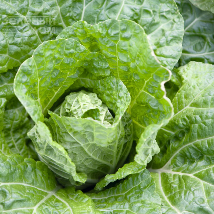 Еміко F1 / Emiko F1,67-72 дні фото 3