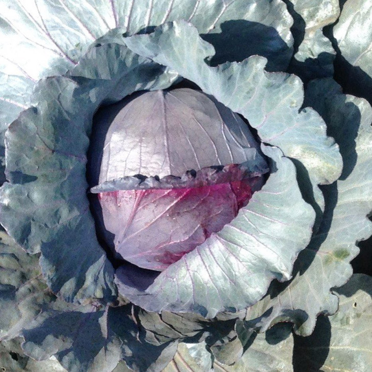 Ред Клас F1 / Red Klass F1,80-85 днів фото 1