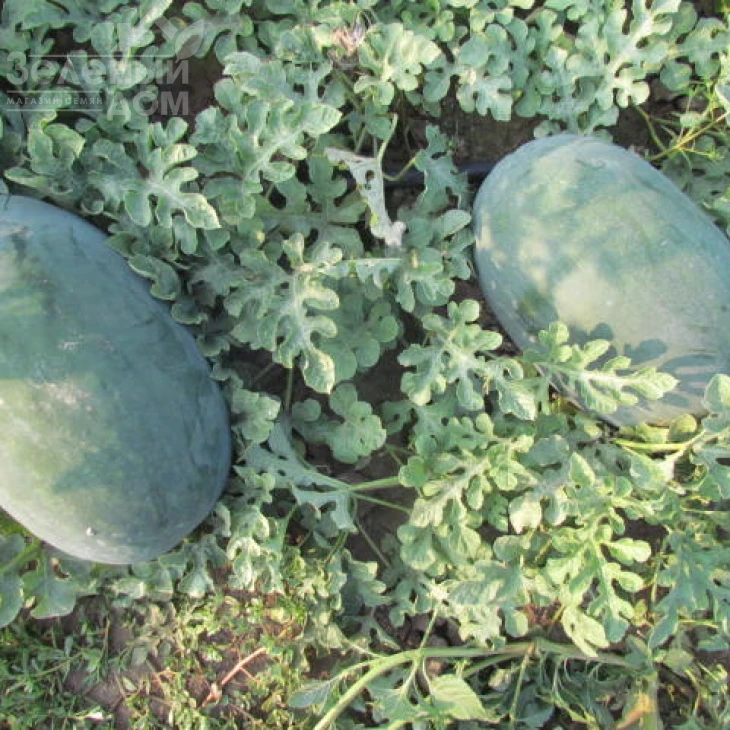 ЛС 1802 F1 / LS 1802 F1 фото 5