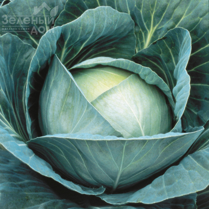 Профессор F1 / Professor F1,115-120 днів фото 2